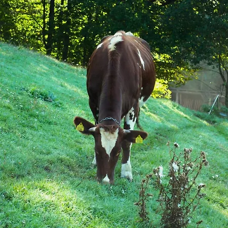 U Tkocza Vakantieboerderij Wisła