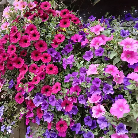 مزرعة للإقامة U Tkocza فيسلا