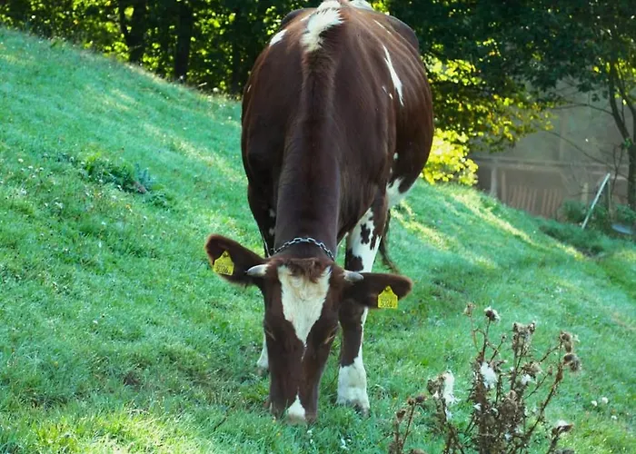 U Tkocza Vakantieboerderij Wisła